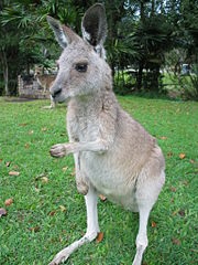 Kangaroo